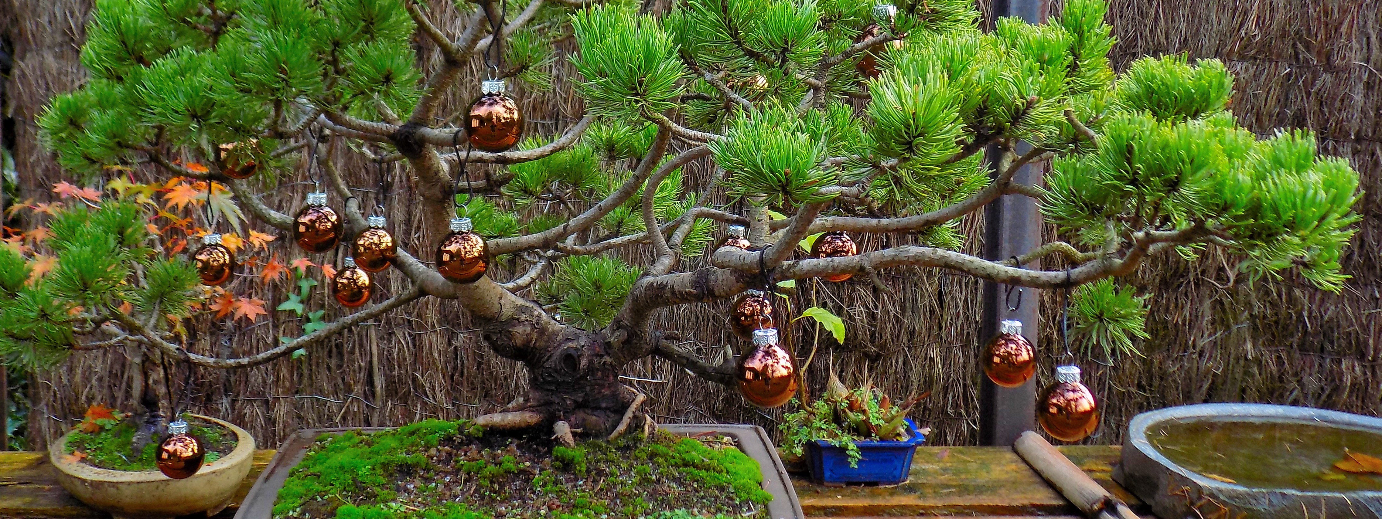 Workshop | Rudy Siedlecki 🌳