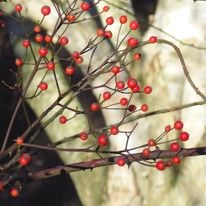 IJzig. | Rudy Siedlecki 🌳