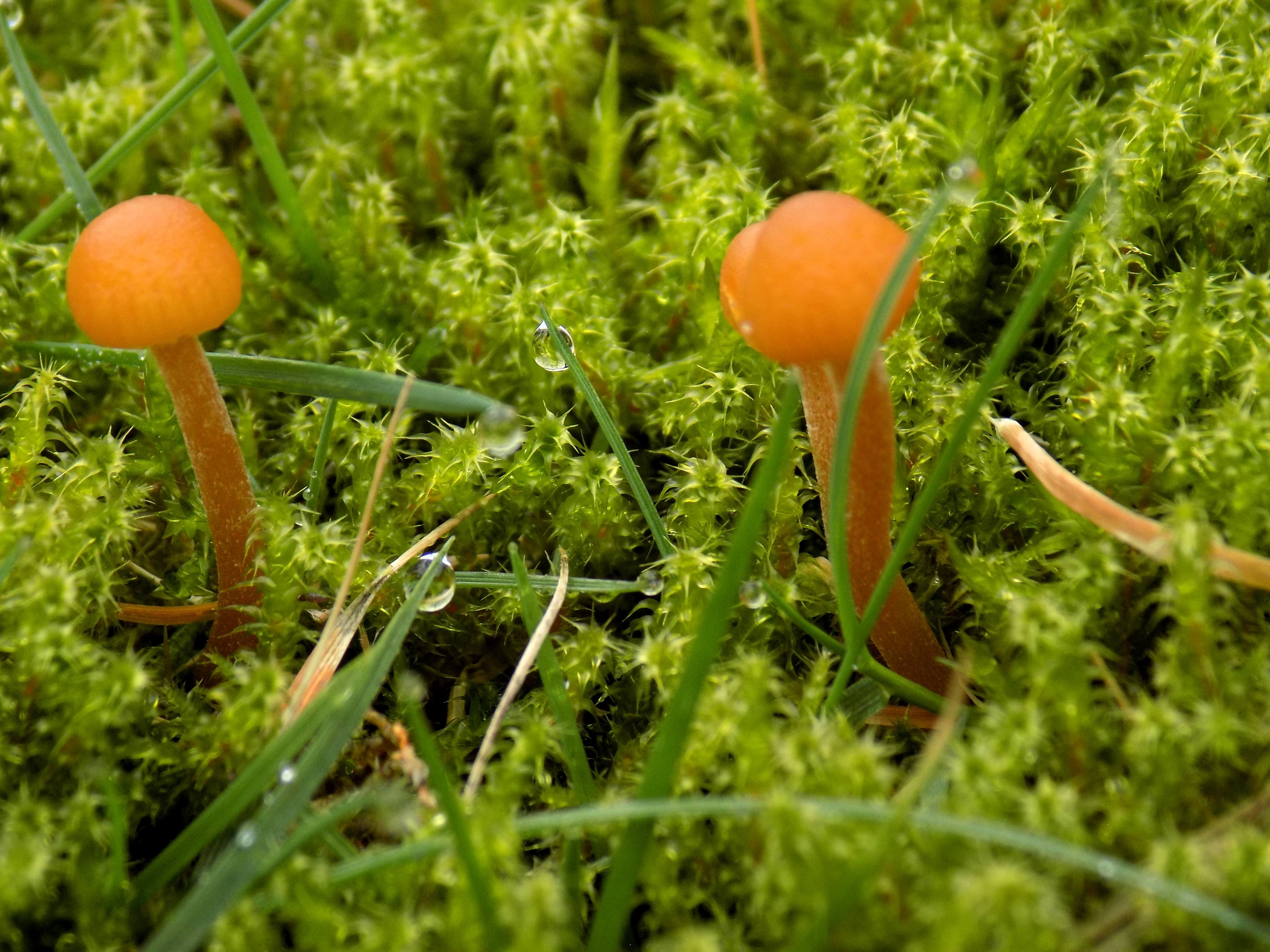 Februari | Rudy Siedlecki 🌳