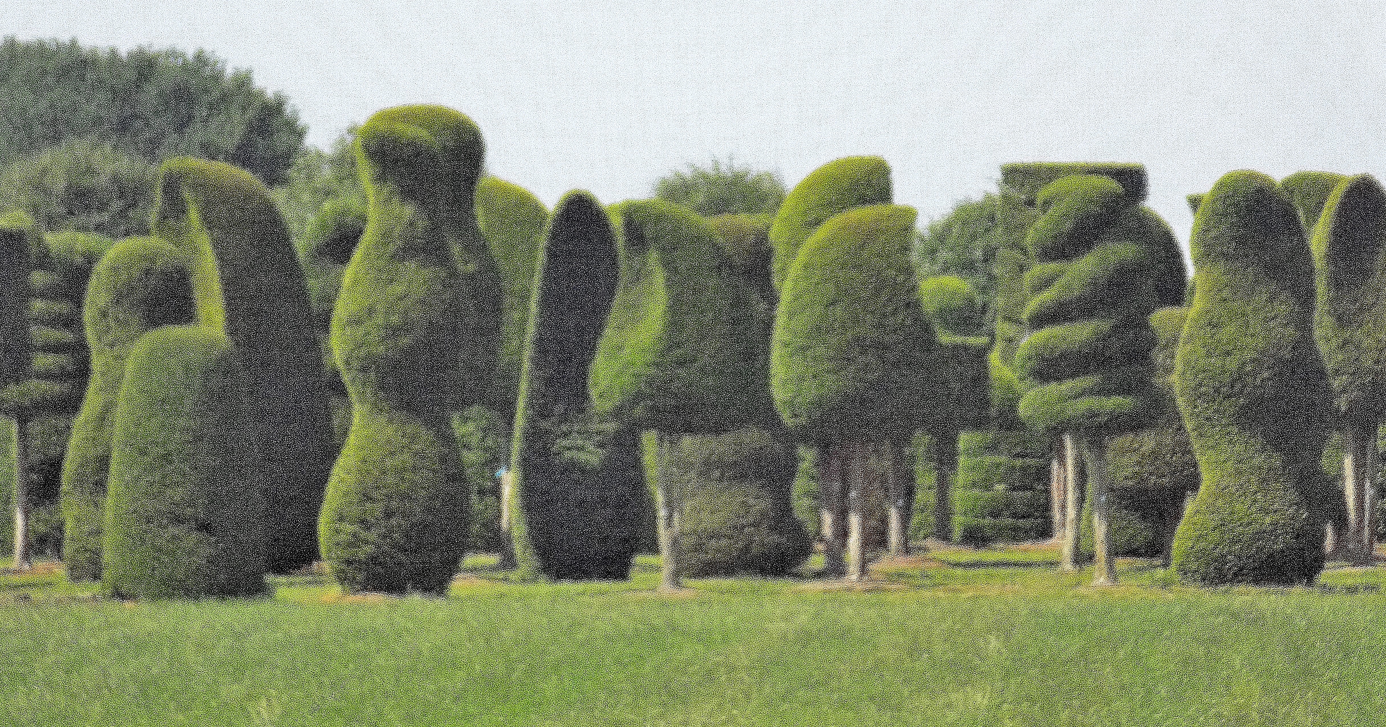 Solitair | Rudy Siedlecki 🌳