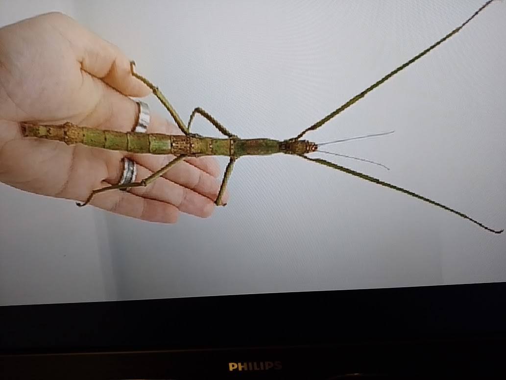 Insecten als huisdier... | Rudy Siedlecki 🌳