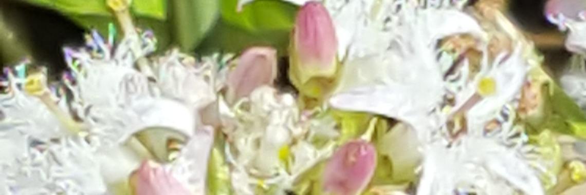 Landelijke open imkerijdagen 2018 | De jagende imker