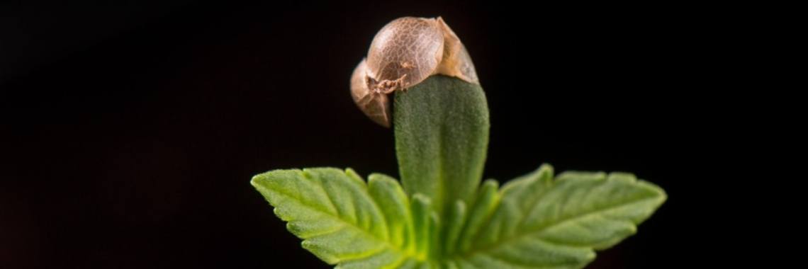 Van zaad tot erger | Auke de Boer