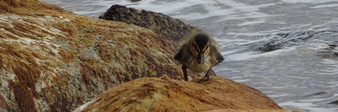 Verwachting weerstaan | Paola