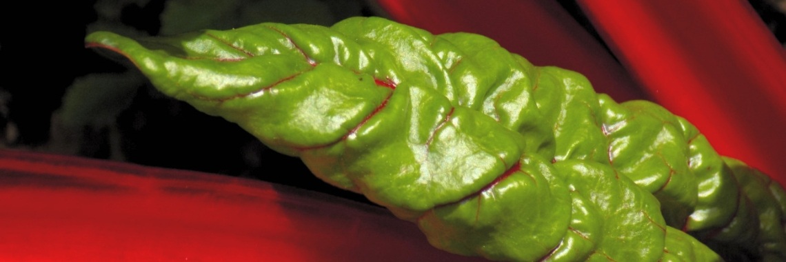 Warmoes (10) Sint Bavo | Minne van A. 👄