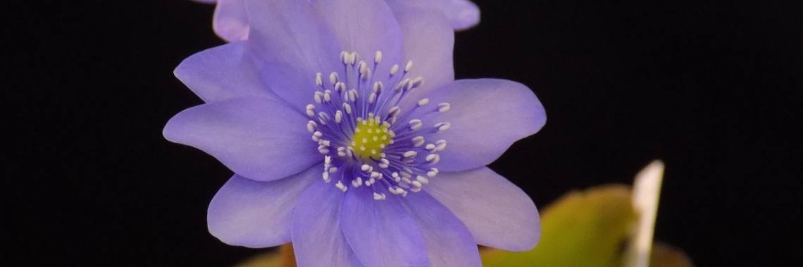 Iets blauw | Minne van A. 👄