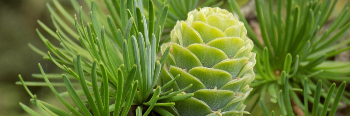 Larix | Minne van A. 👄