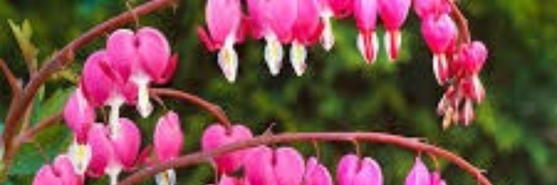 Deze plant is familie van de klaproos | Renate