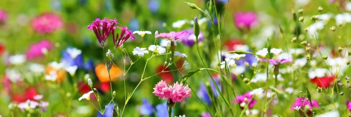 Duurzaamheid moet de norm worden en niet de uitzondering | Renate