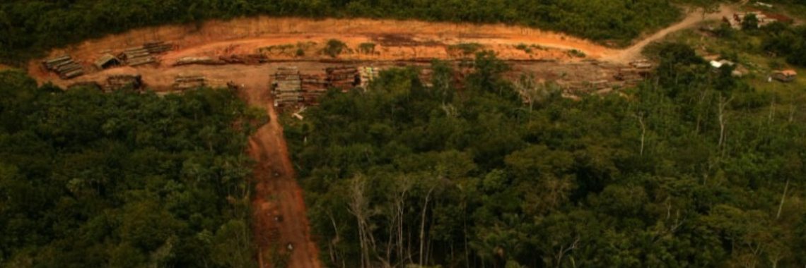 Nederland bouwt mee aan een sojaroute die de Amazone nog verder vernielt | Renate