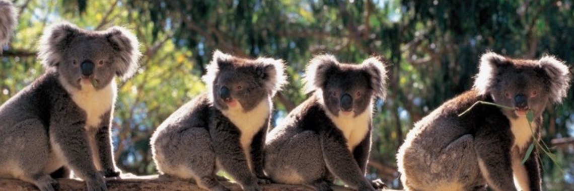 Excursies boeken voor in Australië | Rooms op reis
