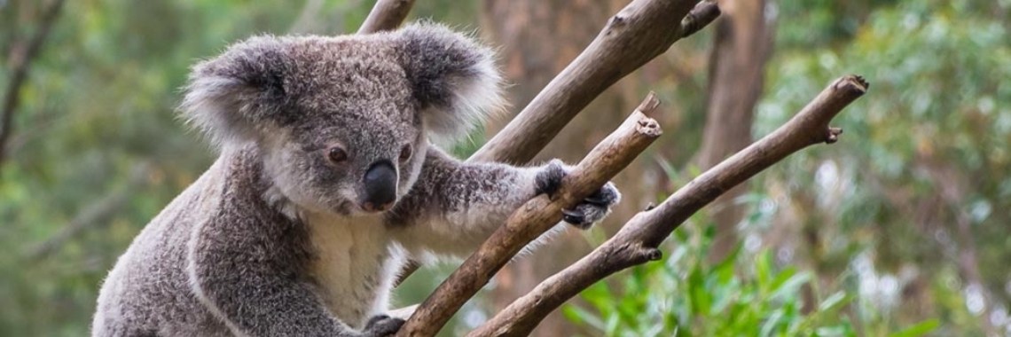 Waar en wanneer - Australië | Rooms op reis