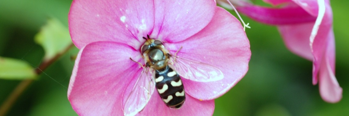 De muziek van het leven | Over-Leven
