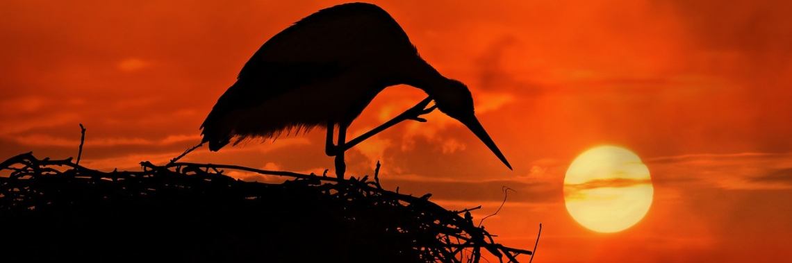 Miskraam | Mieke Van Liefde