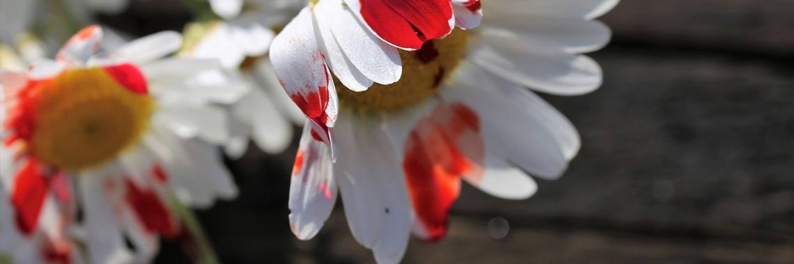 Suïcide en zelfmoord | Mieke Van Liefde