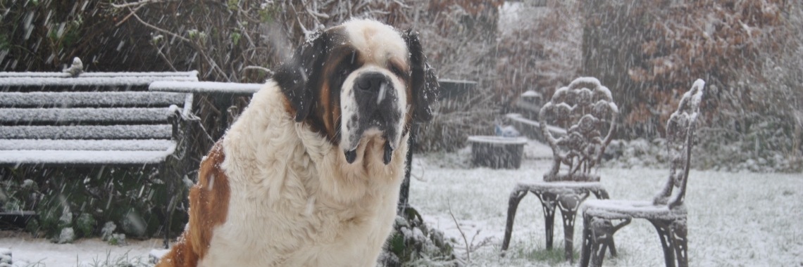 Bedonderd waar ik bij stond en Bolle Bets was de dupe | Karin Rietbroek