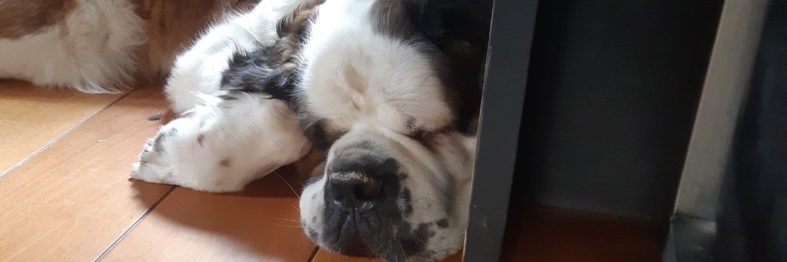 De sint bernard: Een onderschat ras. | Karin Rietbroek