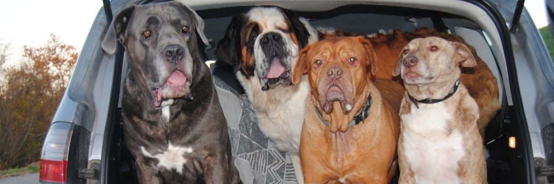 Tropenperikelen met de honden. | Karin Rietbroek