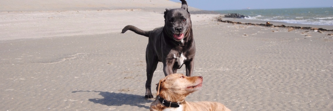 Vooroordelen. | Karin Rietbroek