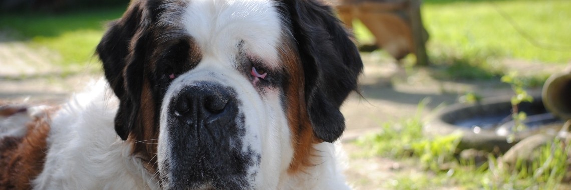 Xana de bescherm(b)engel | Karin Rietbroek