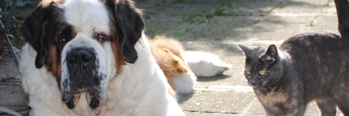 Xana maakt er een zooitje van. | Karin Rietbroek