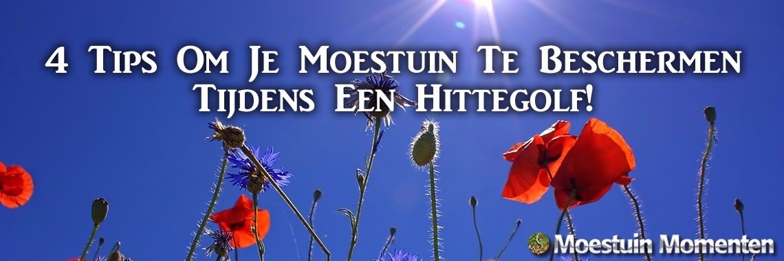 4 Tips Om Je (Moes)Tuin Te Beschermen Tijdens Een Hittegolf | Moestuinmomenten