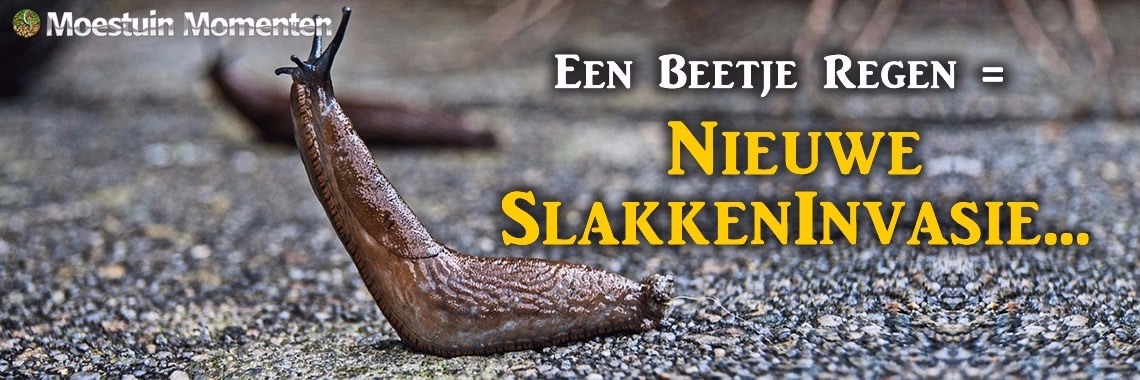 Daar Zijn Ze Weer... | Moestuinmomenten