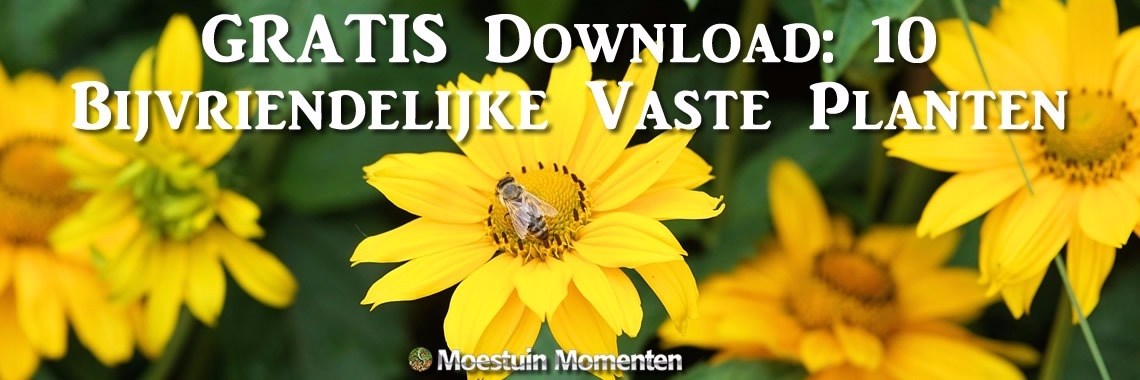 Gratis Downloads: 10 Bijvriendelijke Vaste Planten + Meer | Moestuinmomenten