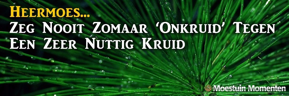 Heermoes Is Meer Dan Een Lastig Onkruid | Moestuinmomenten