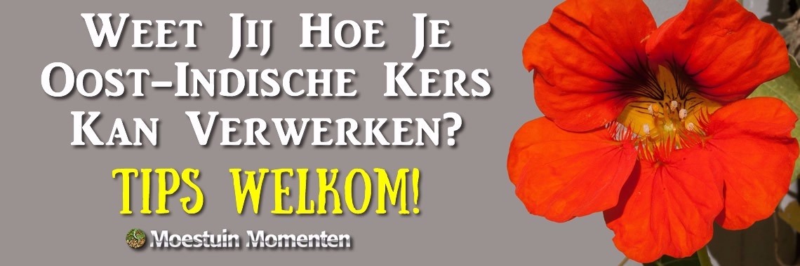 Weet Jij Hoe Je Oost-Indische Kers Kan Verwerken? | Moestuinmomenten