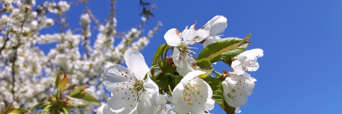 First things first (paleo coffee creamer recipe) | My tiny paleo kitchen
