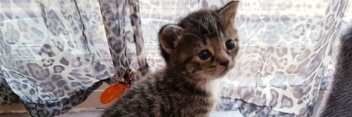 Voorstellen. | Mama Tamara