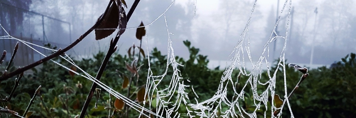 Kunstwerkje van Moeder Natuur en Koning Winter | Alie Engelsman