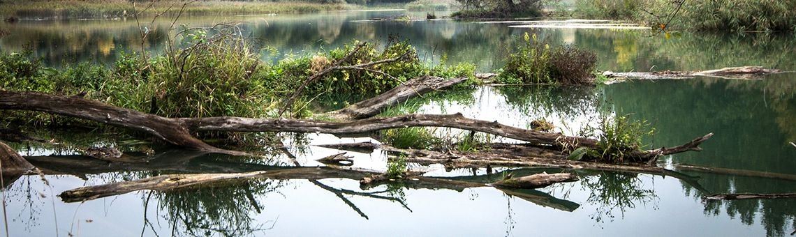 #Permacultuur: Heb jij #voedselbossen in je "achtertuin"? #duurzaam #iOPENER | iOPENERbSEEN