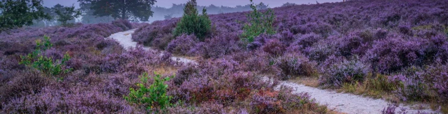 Hiking Through the Hills and Hilarity of Sallandse Heuvelrug | Babita de Boer