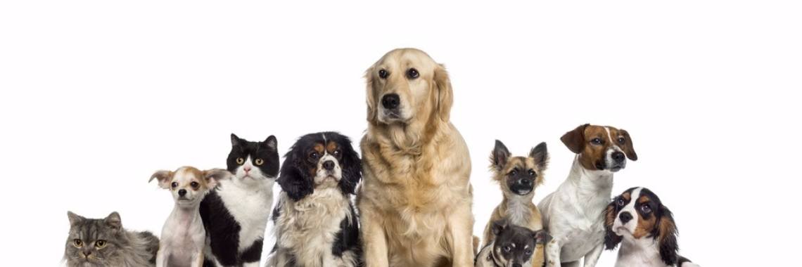 Aloe vera for animals | Ilse Dumont