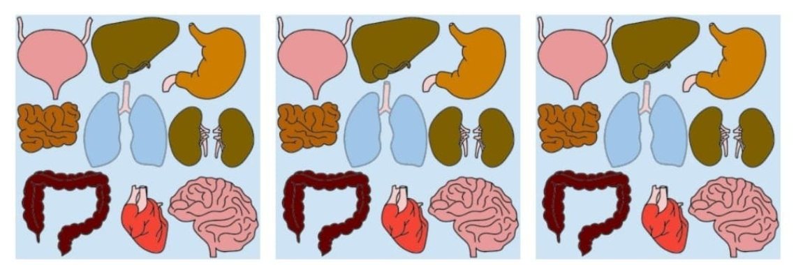 Hoe werkt het menselijk lichaam? Deel 3 Organen. | Mirelle - Crea met Kids