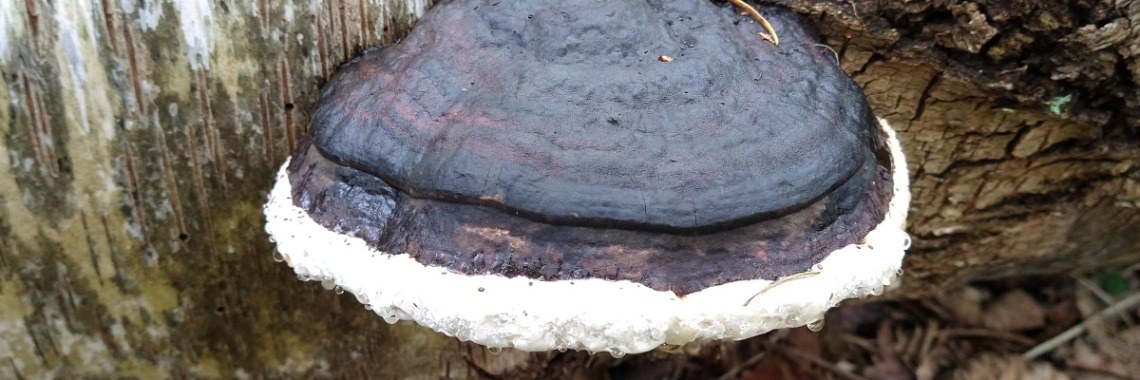 Lekker wandelen in het bos en paddenstoelen spotten! | Mirelle - Crea met Kids