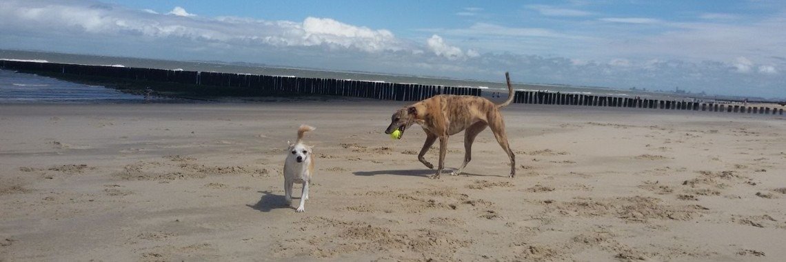 Yoorsdecember Pets | Mirelle - Crea met Kids