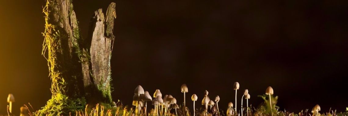 BESTEMMING   - gedicht-  | Mary-José     (MJ)