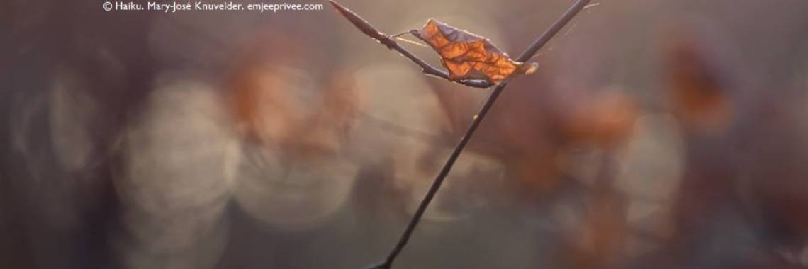 De Alzheimer Mist ... (haiku 228) | Mary-José     (MJ)