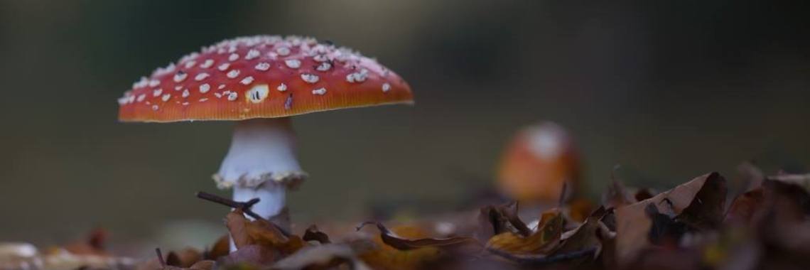 Droom Je Leven Niet .... (eigen Quote) | Mary-José     (MJ)