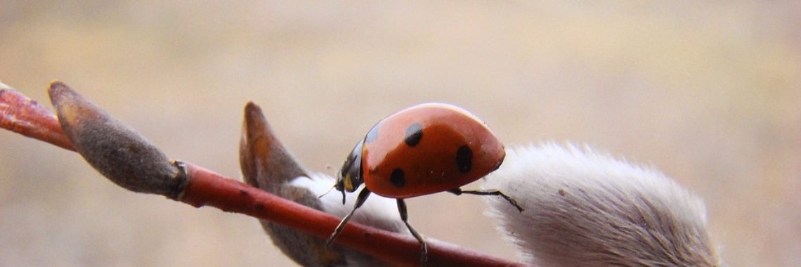 Een Godsdienstig Beestje | Mary-José     (MJ)