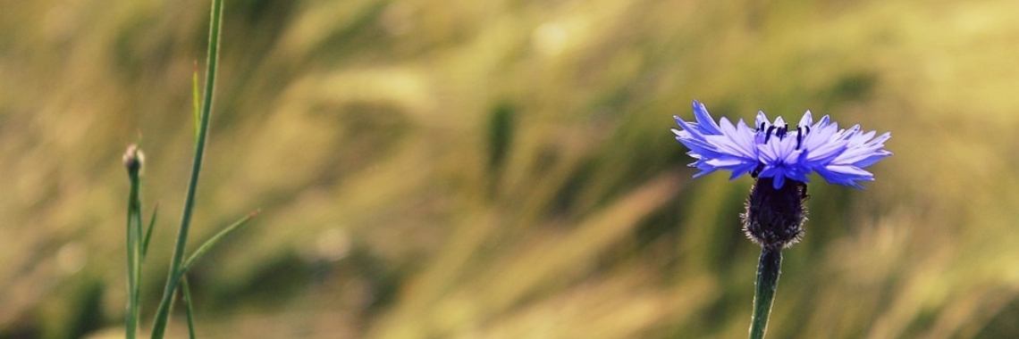 EUTHANASIE | Mary-José     (MJ)