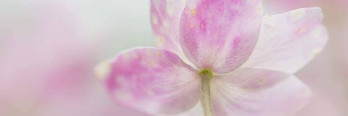 Hoe Mooi ... | Mary-José     (MJ)