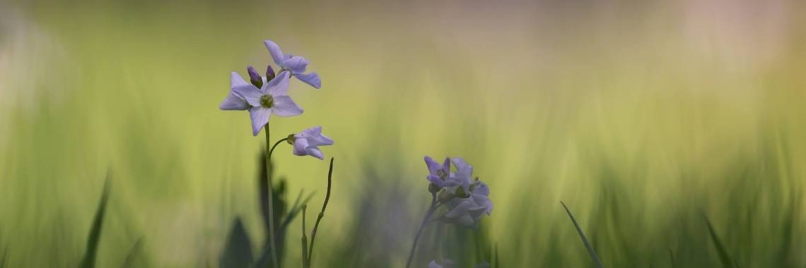 Kadootjes Op Je Pad .. | Mary-José     (MJ)