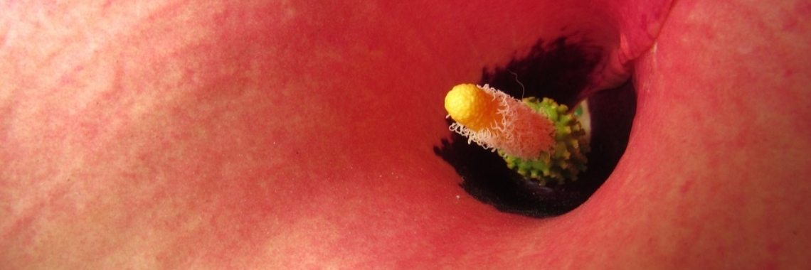 OVERDENKEN ... | Mary-José     (MJ)