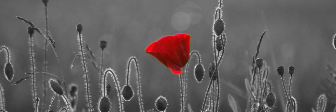 Overwonnen En Van Gewonnen ...(eigen Quote) | Mary-José     (MJ)