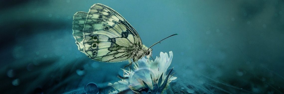 Rups Of Vlinder ... | Mary-José     (MJ)