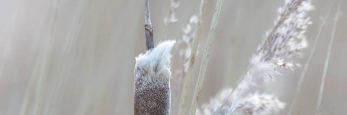 STILTE... | Mary-José     (MJ)